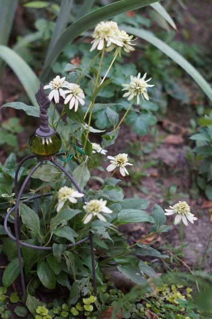  - August 2019- August 2020