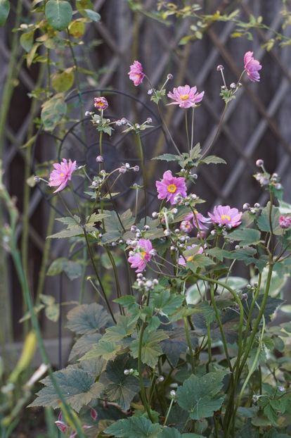 anemone japonica prinz heinrich - August 2019- August 2020