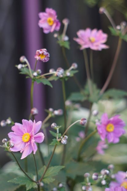 anemone japonica prinz heinrich - August 2019- August 2020