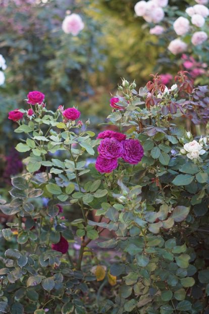  - August 2019- August 2020