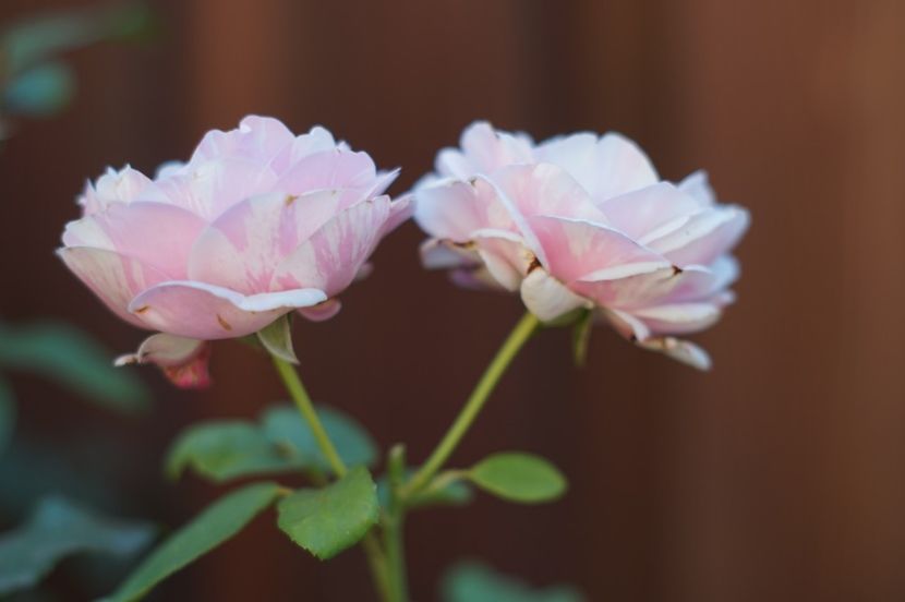  - August 2019- August 2020