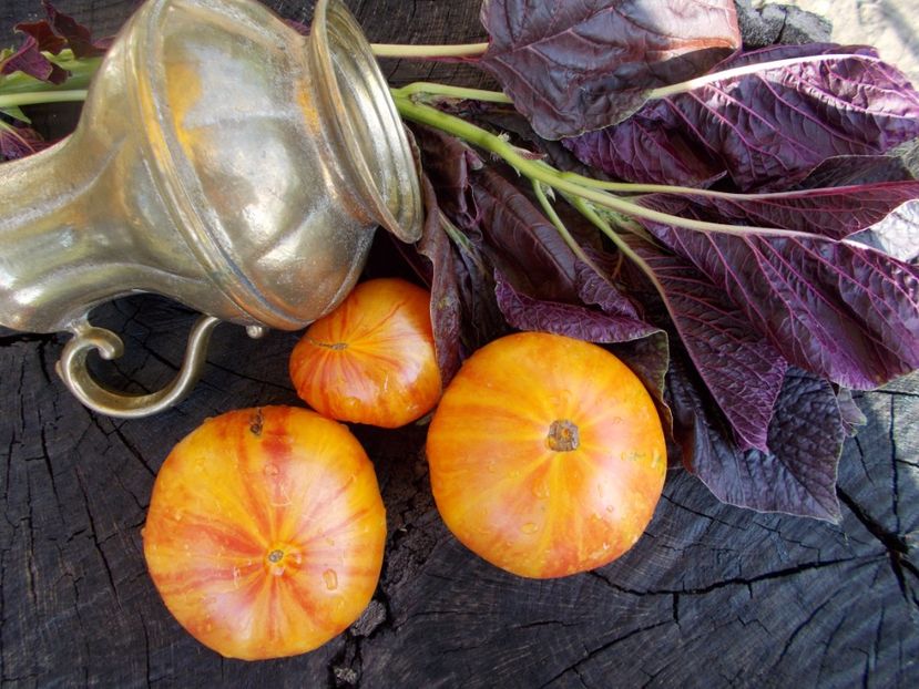  - SEMINTE ROSII - T 355 LITHIUM SUNSET