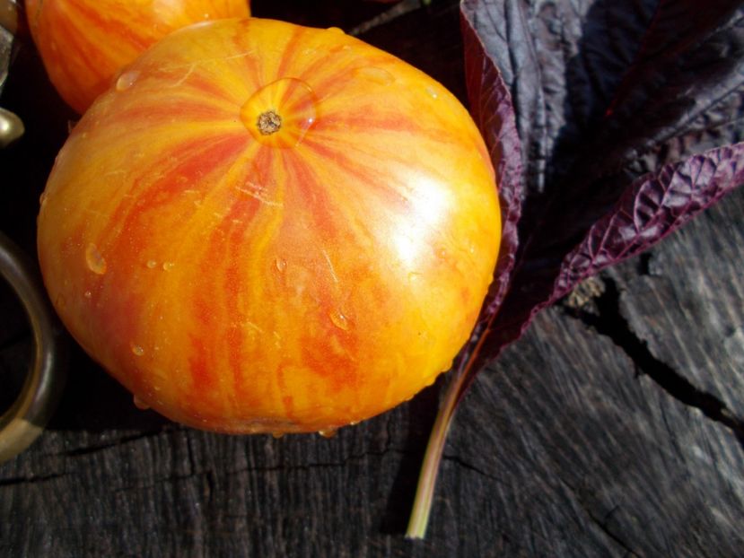  - SEMINTE ROSII - T 355 LITHIUM SUNSET