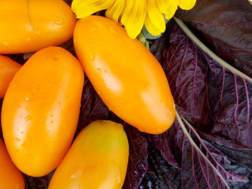  - SEMINTE ROSII - T 356 LISICHKI