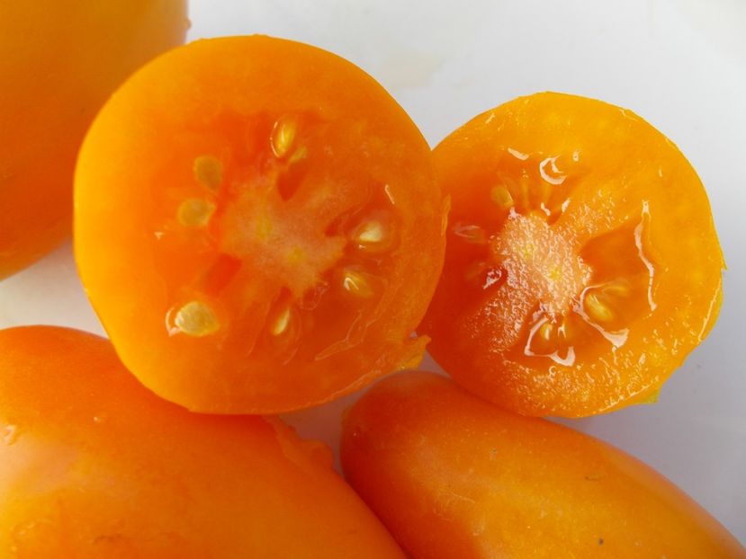  - SEMINTE ROSII - T 356 LISICHKI