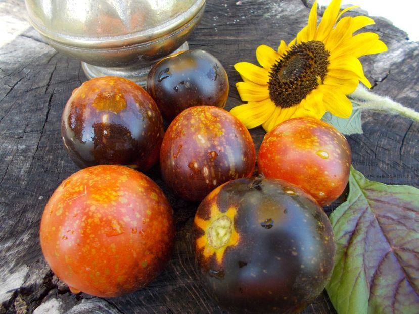  - SEMINTE ROSII - T 387 DARK GALAXY - pt poze