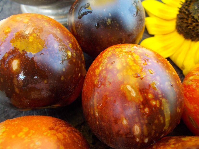  - SEMINTE ROSII - T 387 DARK GALAXY - pt poze