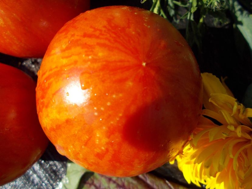  - SEMINTE ROSII - T 392 WOLOWJE SERDSE