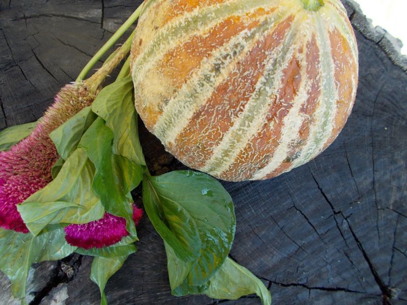  - SEMINTE PEPENE GALBEN - D 125 KAJARI