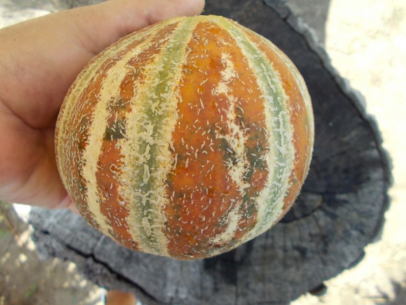  - SEMINTE PEPENE GALBEN - D 125 KAJARI