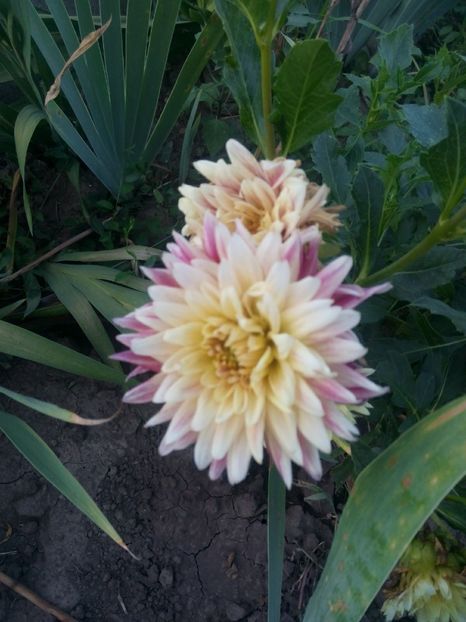 2019-08-11-19_33_12 - diverse flori 2019