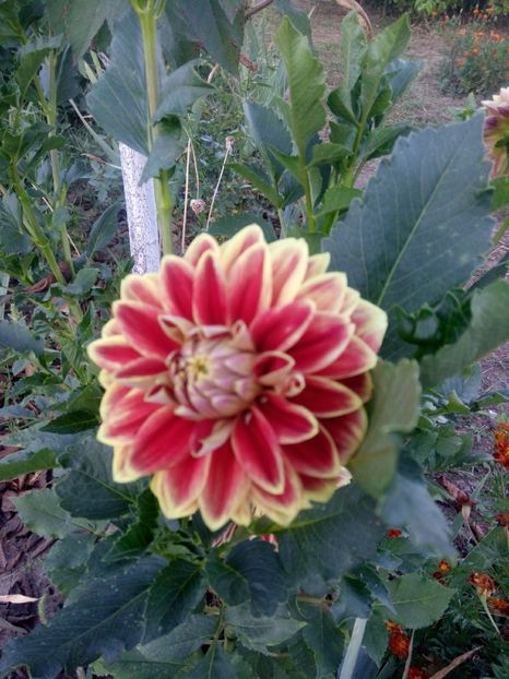 2019-08-11-19_33_02 - diverse flori 2019