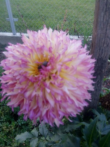 2019-08-11-19_32_55 - diverse flori 2019