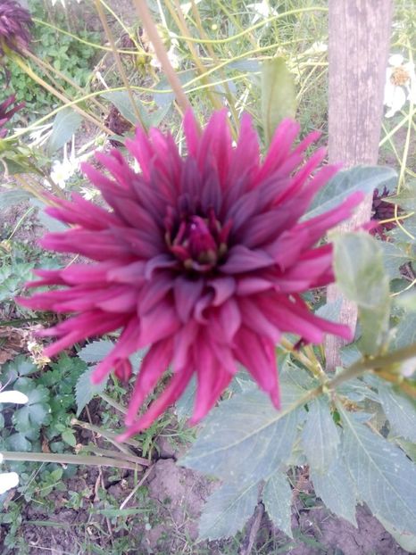 2019-08-11-19_08_59 - diverse flori 2019