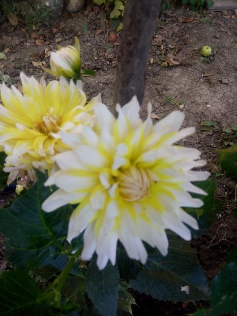 2019-08-11-19_08_32 - diverse flori 2019