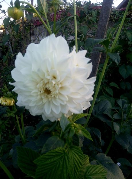  - diverse flori 2019