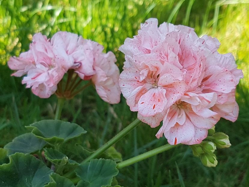 Orange glitter - Muscate de colectie 2019