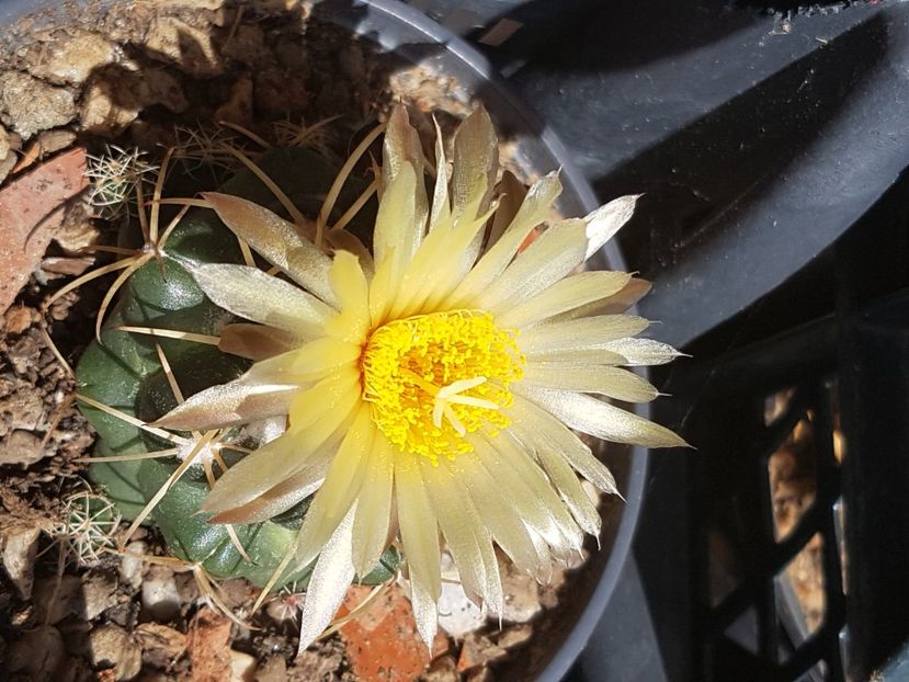  - Cactusi si plante suculente 2017-2018-2019