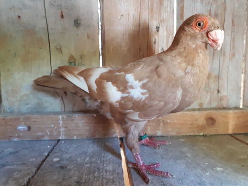 M - I3 _ tineret 2019