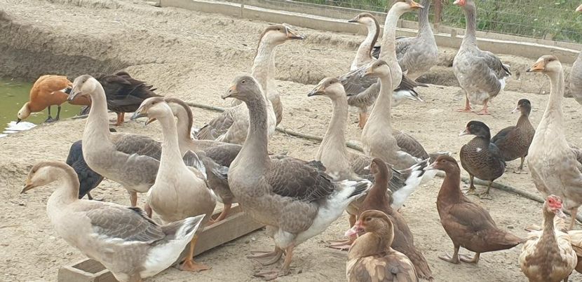 thumbnail (2) - De vânzare