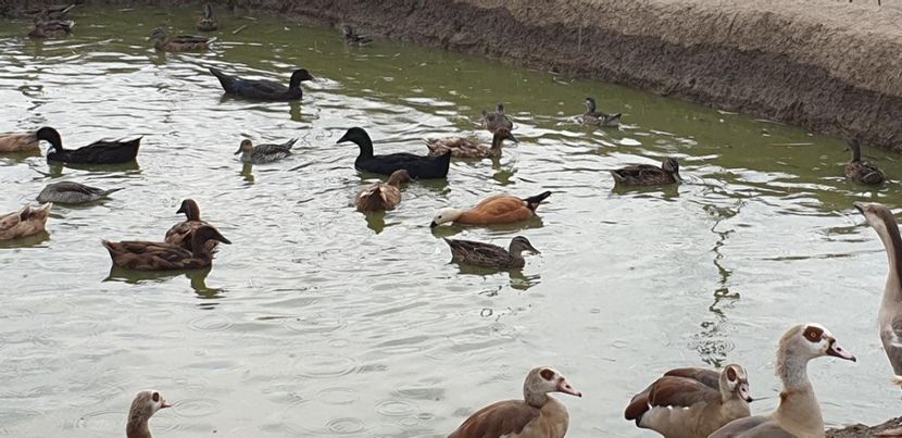 thumbnail (3) - De vânzare