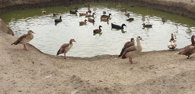 thumbnail (4) - De vânzare