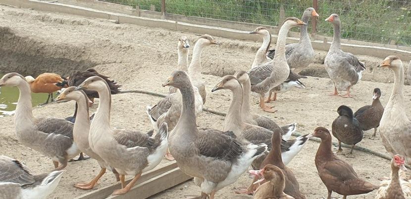 thumbnail (5) - De vânzare