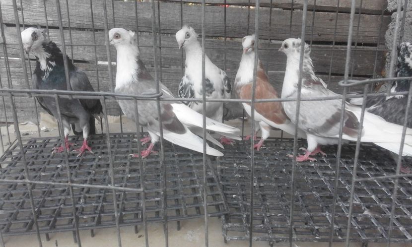  - 5-Jucatori de Amara