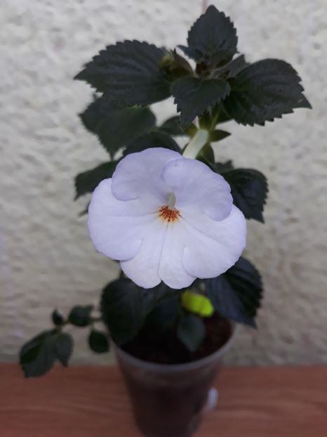 2019 - R20 - Volzanka