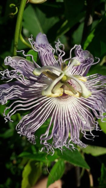  - Caerulea de gradina
