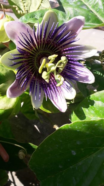  - Încarnata belotti