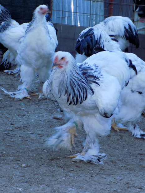  - VIITOR SPERANTE PTR 2020