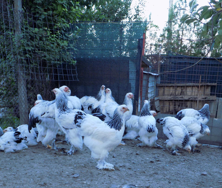  - VIITOR SPERANTE PTR 2020