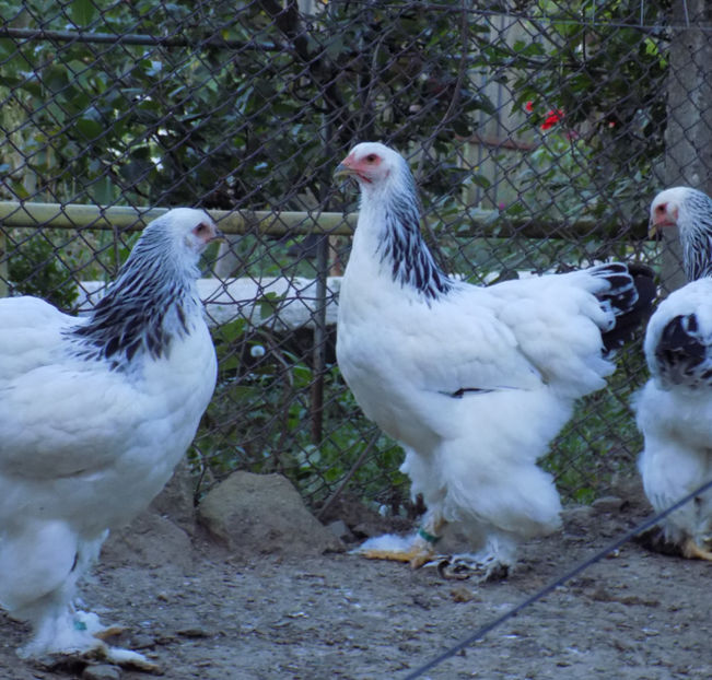  - VIITOR SPERANTE PTR 2020