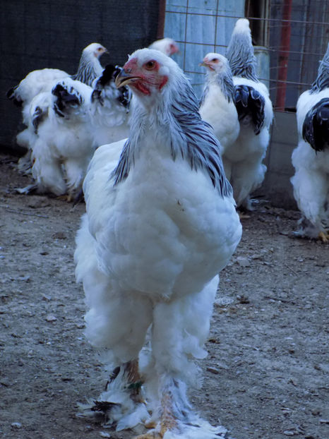  - VIITOR SPERANTE PTR 2020