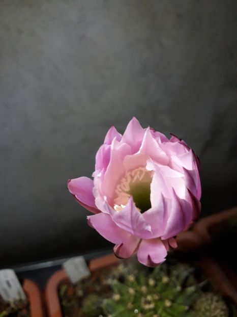  - Cactusi înfloriti 2019