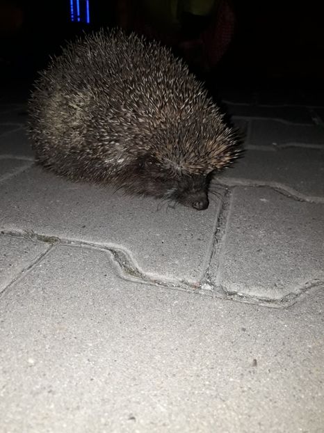 Musafiri in nospte - Cactusi înfloriti 2019