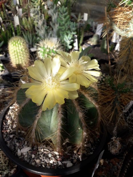 Eriocactus claviceps - Cactusi înfloriti 2019
