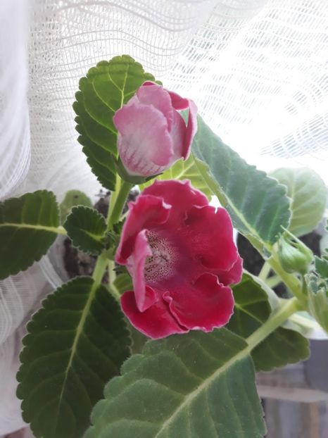  - Gloxinia din seminte