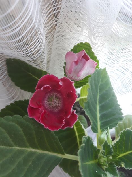  - Gloxinia din seminte
