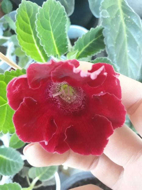  - Gloxinia din seminte