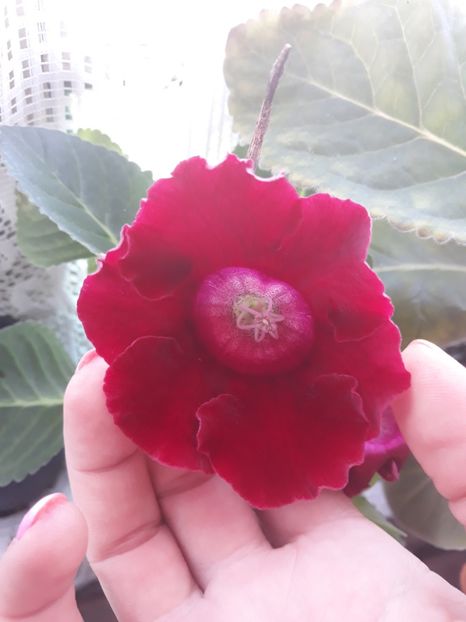  - Gloxinia din seminte