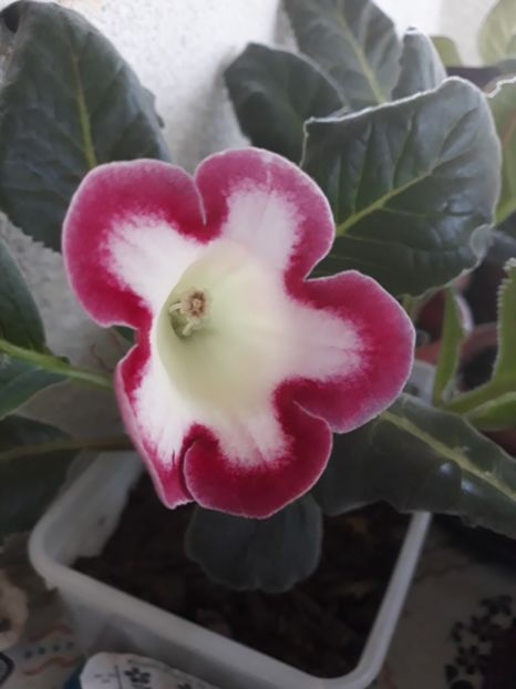  - Gloxinia 2019