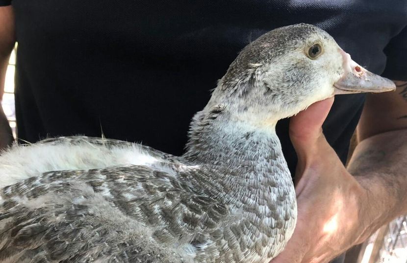 Rățoi barat - Bomboane asortate 2019