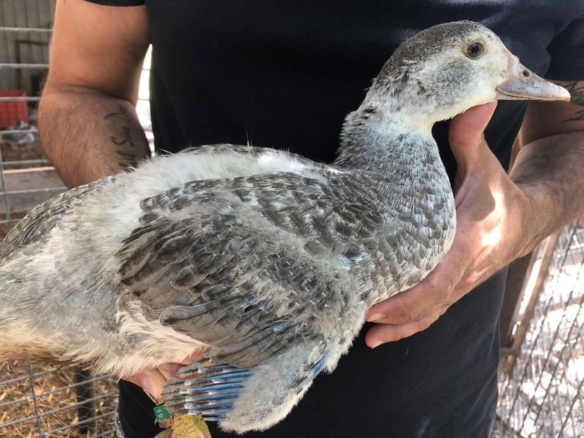 EE 2019 - Bomboane asortate 2019