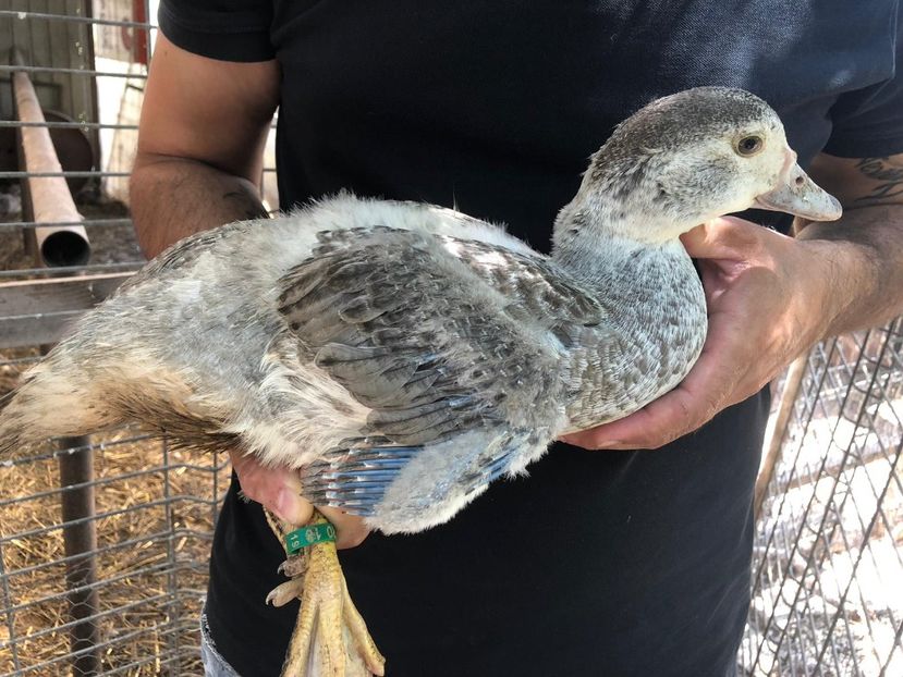 Reprodus în CCA - Bomboane asortate 2019