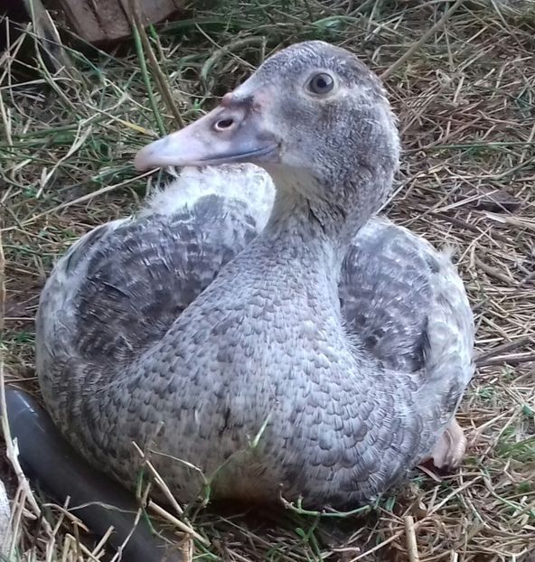 Primplan - Bomboane asortate 2019