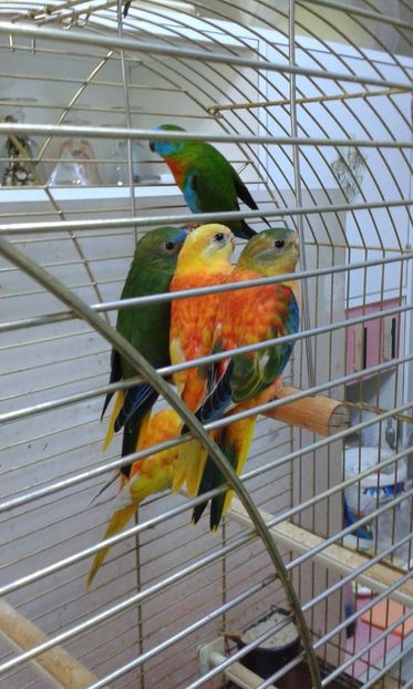 41758061_2494708063906132_5341391551744442368_o - neophema