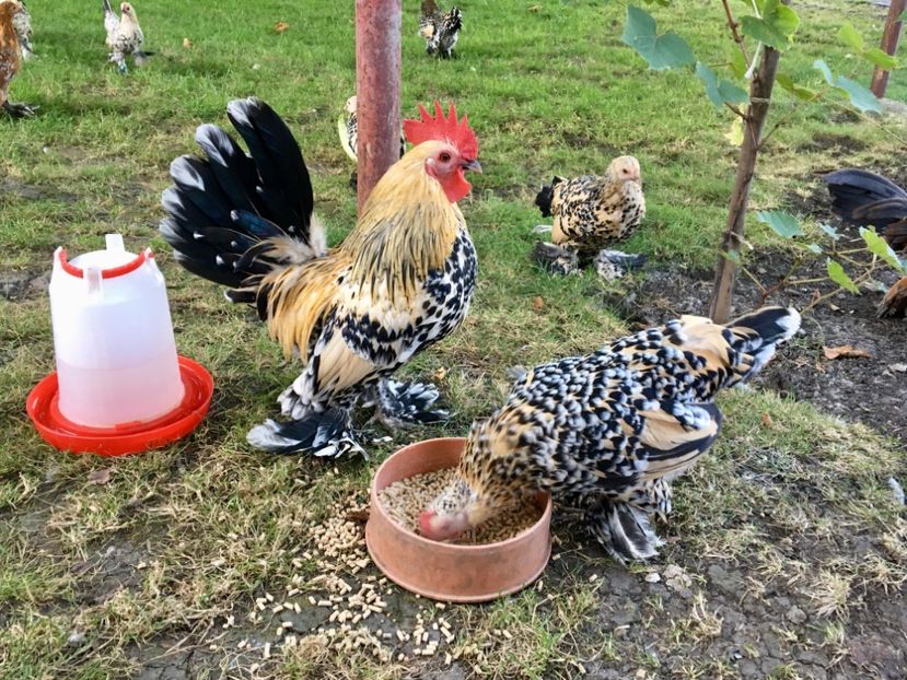 CEC4B098-0890-491C-A325-7462997276F3 - g--Mii de flori Lemon-ARHIVA