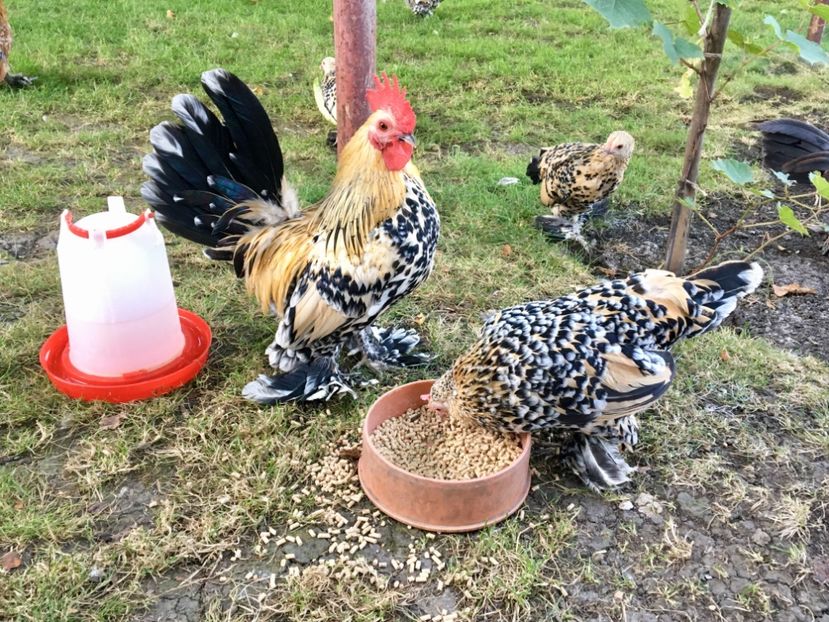 FF36AFD7-C765-4167-8E1B-7B2422918EC3 - g--Mii de flori Lemon-ARHIVA